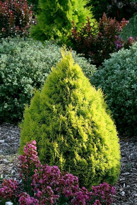 Creating a Magical Landscape with Filips Arborvitae